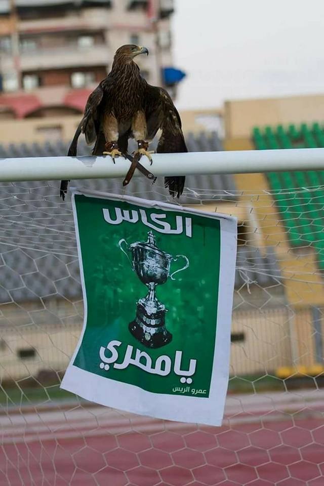 الكأس يامصرى الكأس يامصرى